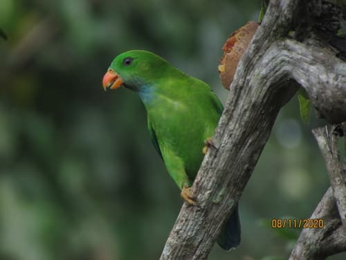 Vernal Hanging Parrot (Loriculus vernalis) — wildlife photography in India