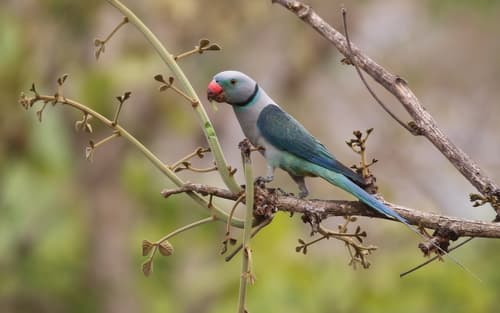 Malabar Parakeet (Psittacula columboides) — wildlife photography in India