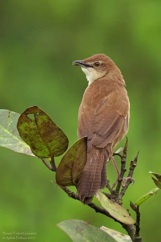 Broad-Tailed Grassbird (Schoenicola platyurus) — wildlife photography in India