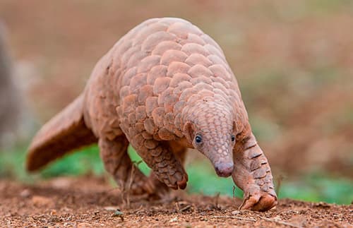Indian Pangolin (Manis crassicaudata) — wildlife photography in India