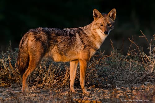 Golden Jackal (Canis aureus) — wildlife photography in India