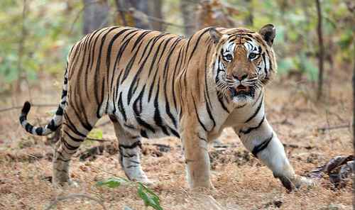 Bengal Tiger (Panthera tigris tigris) — wildlife photography in India