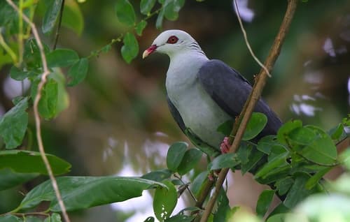 Andaman Wood Pigeon (Columba palumboides) — wildlife photography in India