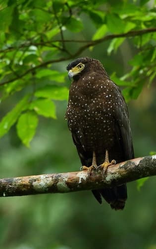 Andaman Serpent Eagle (Spilornis elgini) — wildlife photography in India