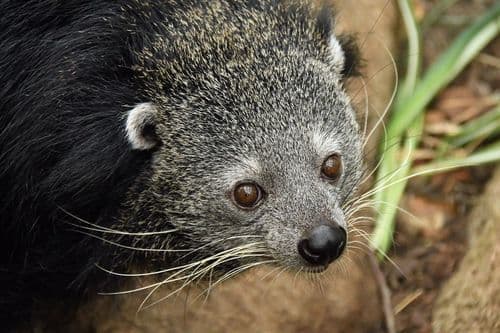 Binturong (Bearcat) (Arctictis binturong) — wildlife photography in India