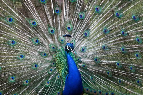 Indian Peafowl (Pavo cristatus) — wildlife photography in India
