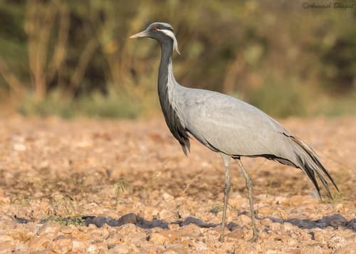 Demoiselle Crane (Grus virgo) — wildlife photography in India