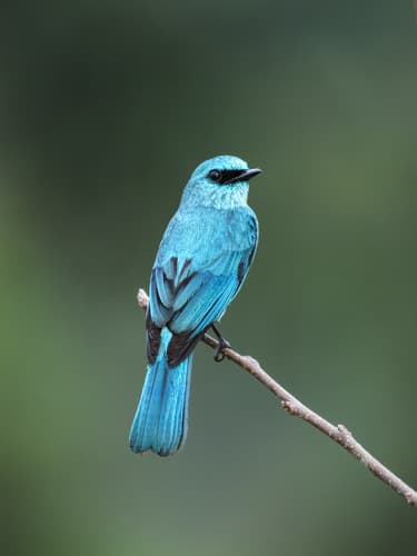 Verditer Flycatcher (Eumyias thalassinus) — wildlife photography in India