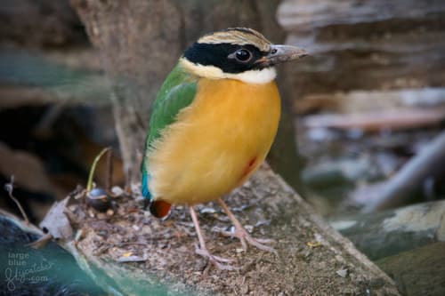 Blue-Winged Pitta (Pitta moluccensis) — wildlife photography in India