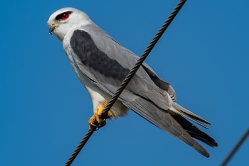 Black-Winged Kite (Elanus caeruleus) — wildlife photography in India