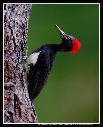 White-Bellied Woodpecker (Dryocopus javensis) — wildlife photography in India