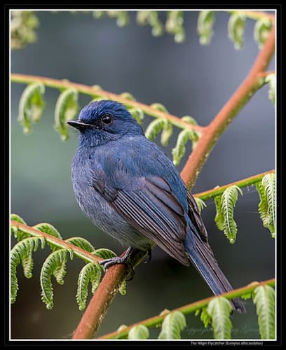 Nilgiri Flycatcher (Eumyias albicaudatus) — wildlife photography in India