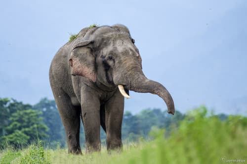 Asian Elephant (Elephas maximus) — wildlife photography in India