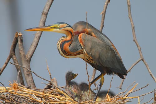 Purple Heron (Ardea purpurea) — wildlife photography in India