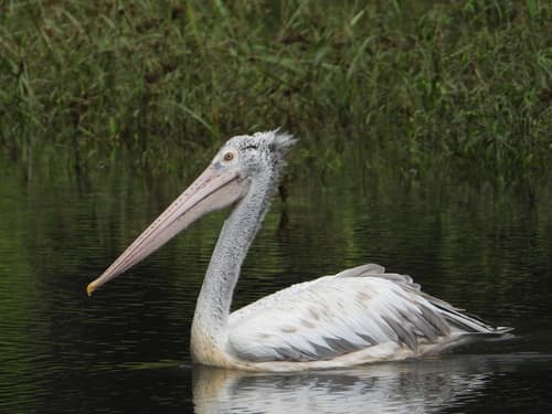 Spot-Billed Pelican (Pelecanus philippensis) — wildlife photography in India