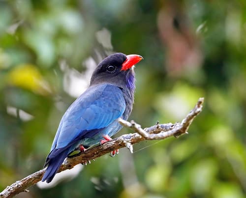 Oriental Dollarbird (Eurystomus orientalis) — wildlife photography in India