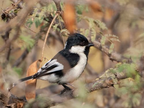 White-Naped Tit (Machlolophus nuchalis) — wildlife photography in India