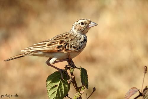 Indian Bushlark (Mirafra erythroptera) — wildlife photography in India