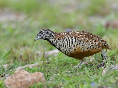 Barred Buttonquail (Turnix suscitator) — wildlife photography in India