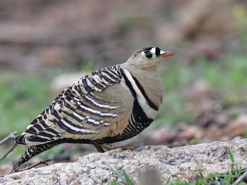 Painted Sandgrouse (Pterocles indicus) — wildlife photography in India