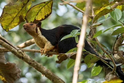 Indian Giant Squirrel (Malabar) (Ratufa indica) — wildlife photography in India