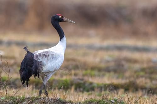 Black-Necked Crane (Grus nigricollis) — wildlife photography in India