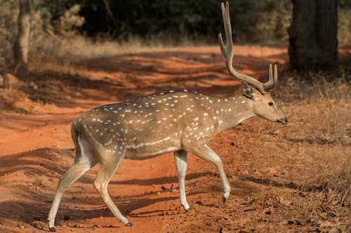 Spotted Deer (Chital) (Axis axis) — wildlife photography in India