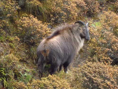 Himalayan Tahr