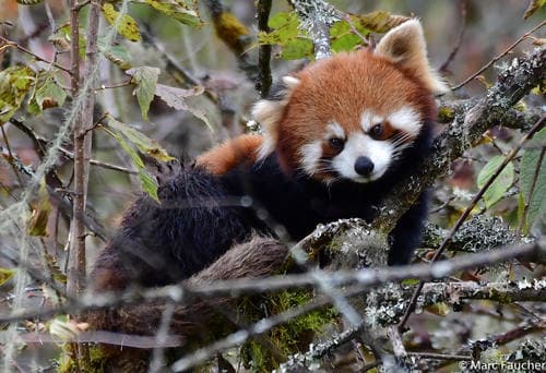 Red Panda (Ailurus fulgens) — wildlife photography in India