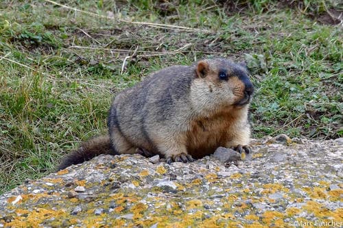 Himalayan Marmot (Marmota himalayana) — wildlife photography in India