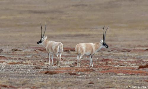 Tibetan Antelope (Chiru) (Pantholops hodgsonii) — wildlife photography in India