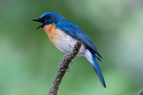 Tickell's Blue Flycatcher (Cyornis tickelliae) — wildlife photography in India