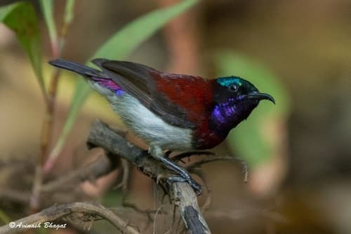 Crimson-Backed Sunbird (Leptocoma minima) — wildlife photography in India