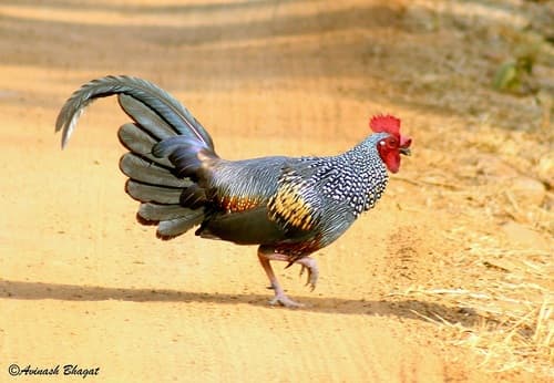 Grey Junglefowl (Gallus sonneratii) — wildlife photography in India