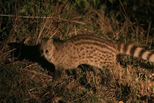 Small Indian Civet (Viverricula indica) — wildlife photography in India