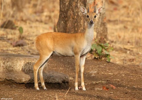 Four-Horned Antelope (Chousingha) (Tetracerus quadricornis) — wildlife photography in India