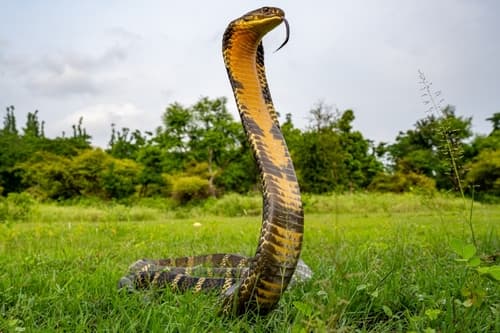 King Cobra (Ophiophagus hannah) — wildlife photography in India
