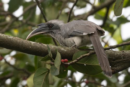 Indian Grey Hornbill (Ocyceros birostris) — wildlife photography in India