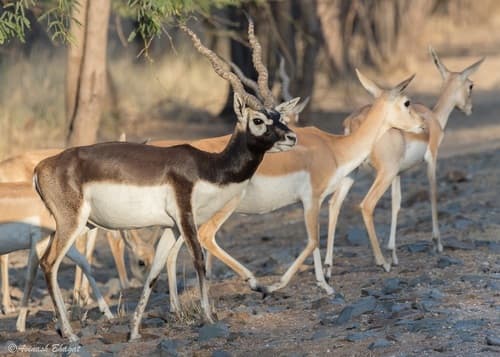 Blackbuck (Antilope cervicapra) — wildlife photography in India