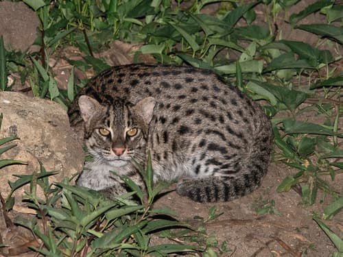 Fishing Cat (Prionailurus viverrinus) — wildlife photography in India