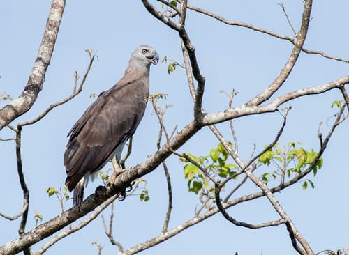 Grey-Headed Fish Eagle (Icthyophaga ichthyaetus) — wildlife photography in India