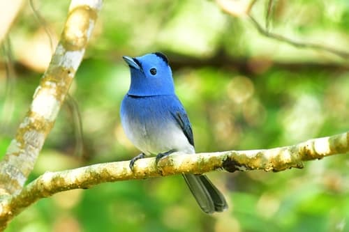 Blue-Naped Monarch (Hypothymis azurea) — wildlife photography in India