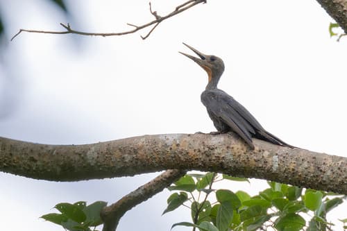 Great Slaty Woodpecker (Mulleripicus pulverulentus) — wildlife photography in India