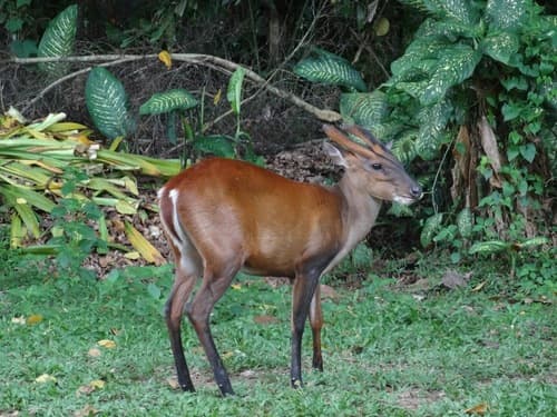 Indian Muntjac (Barking Deer) (Muntiacus muntjak) — wildlife photography in India