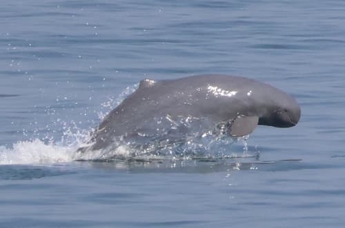 Irrawaddy Dolphin (Orcaella brevirostris) — wildlife photography in India