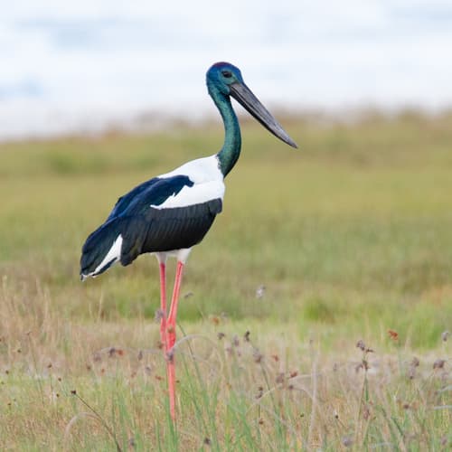 Black-Necked Stork (Ephippiorhynchus asiaticus) — wildlife photography in India