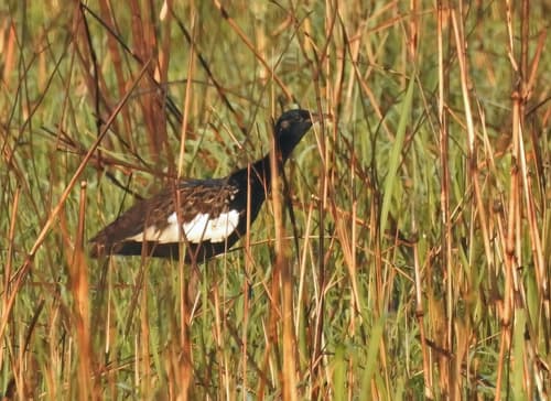 Bengal Florican (Houbaropsis bengalensis) — wildlife photography in India