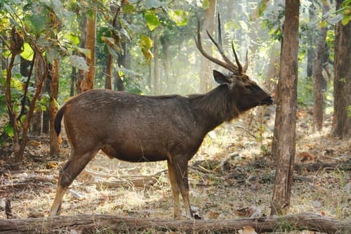 Sambar Deer (Rusa unicolor) — wildlife photography in India
