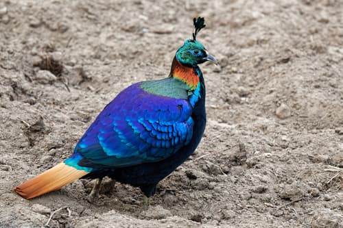 Himalayan Monal (Lophophorus impejanus) — wildlife photography in India