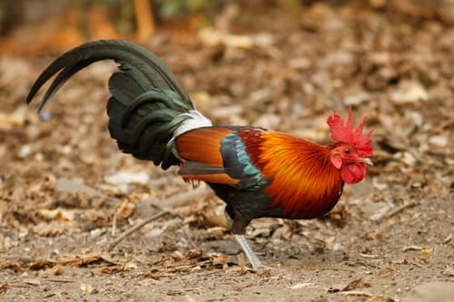 Red Junglefowl (Gallus gallus) — wildlife photography in India